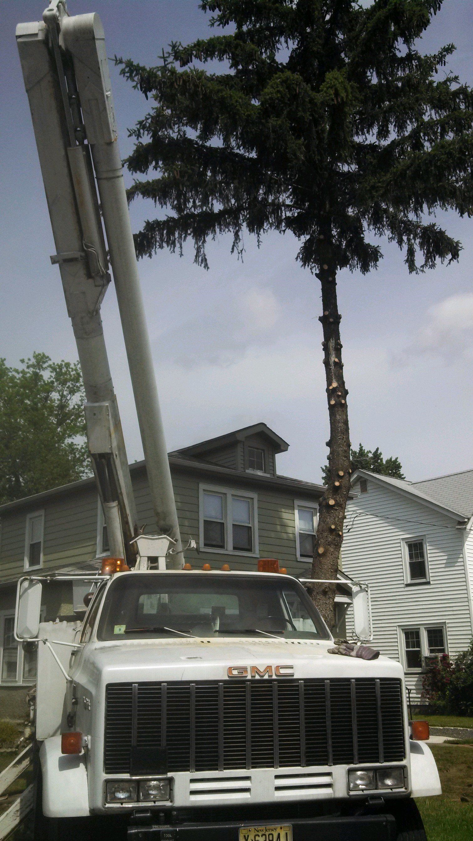 tree service