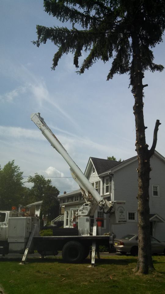 tree service