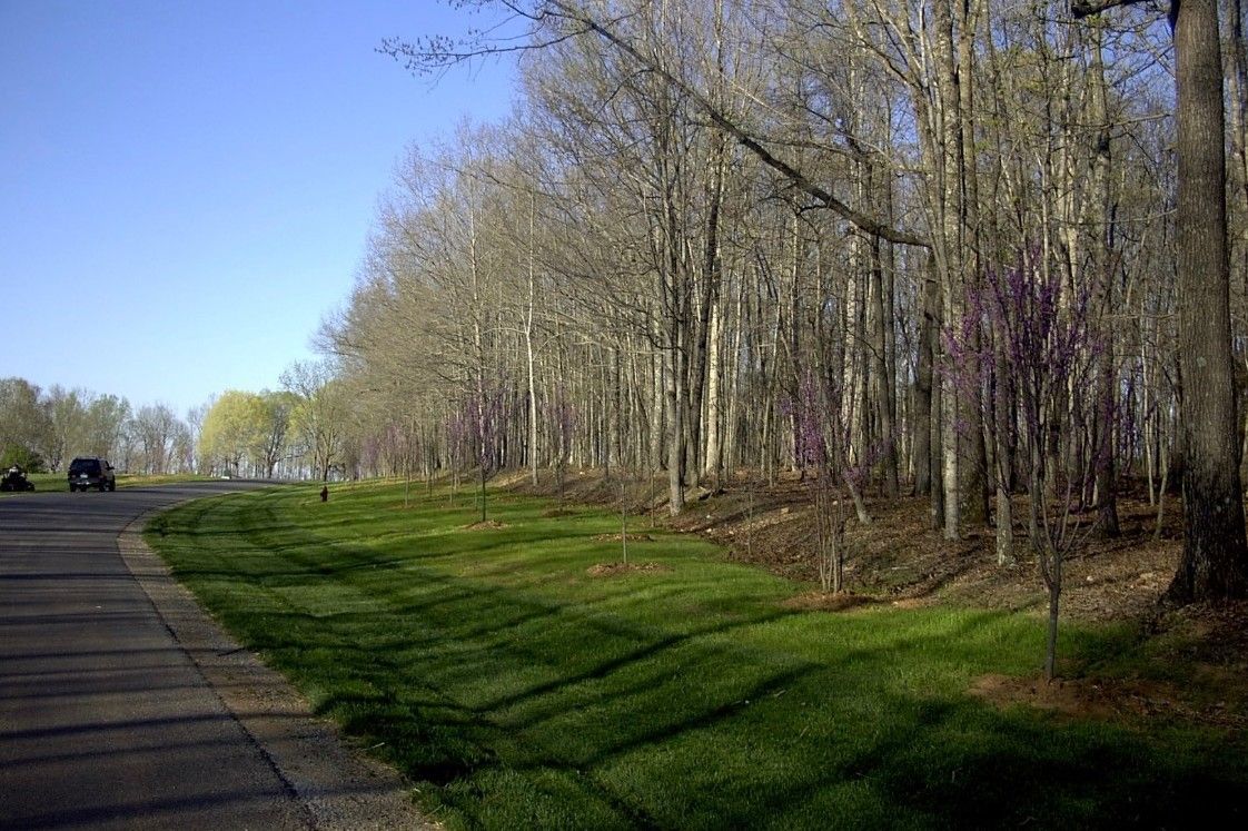 Roadside view with lush green grass, bare trees, and a clear blue sky.