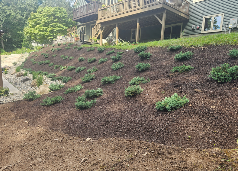 Mulched hillside with small green shrubs below a wooden deck and house