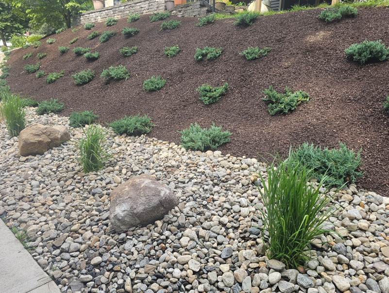 Mulched hillside with small shrubs and a gravel bed with rocks and ornamental grasses