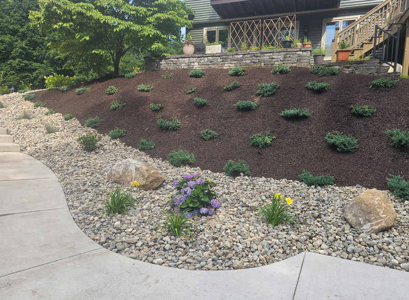 Landscaped front yard with a sloped mulch bed, small shrubs, rocks, and a curved concrete walkway