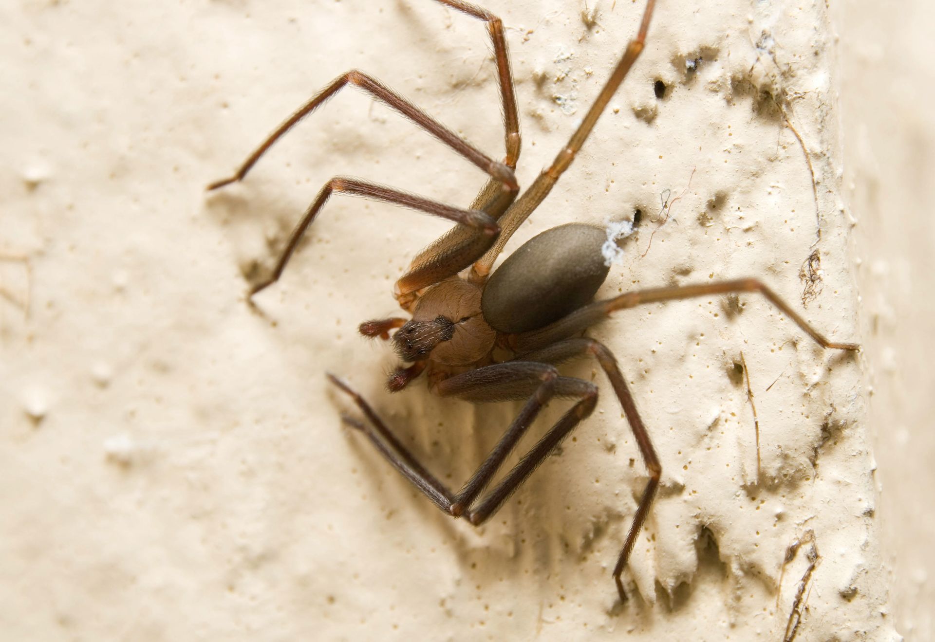 pest control companies