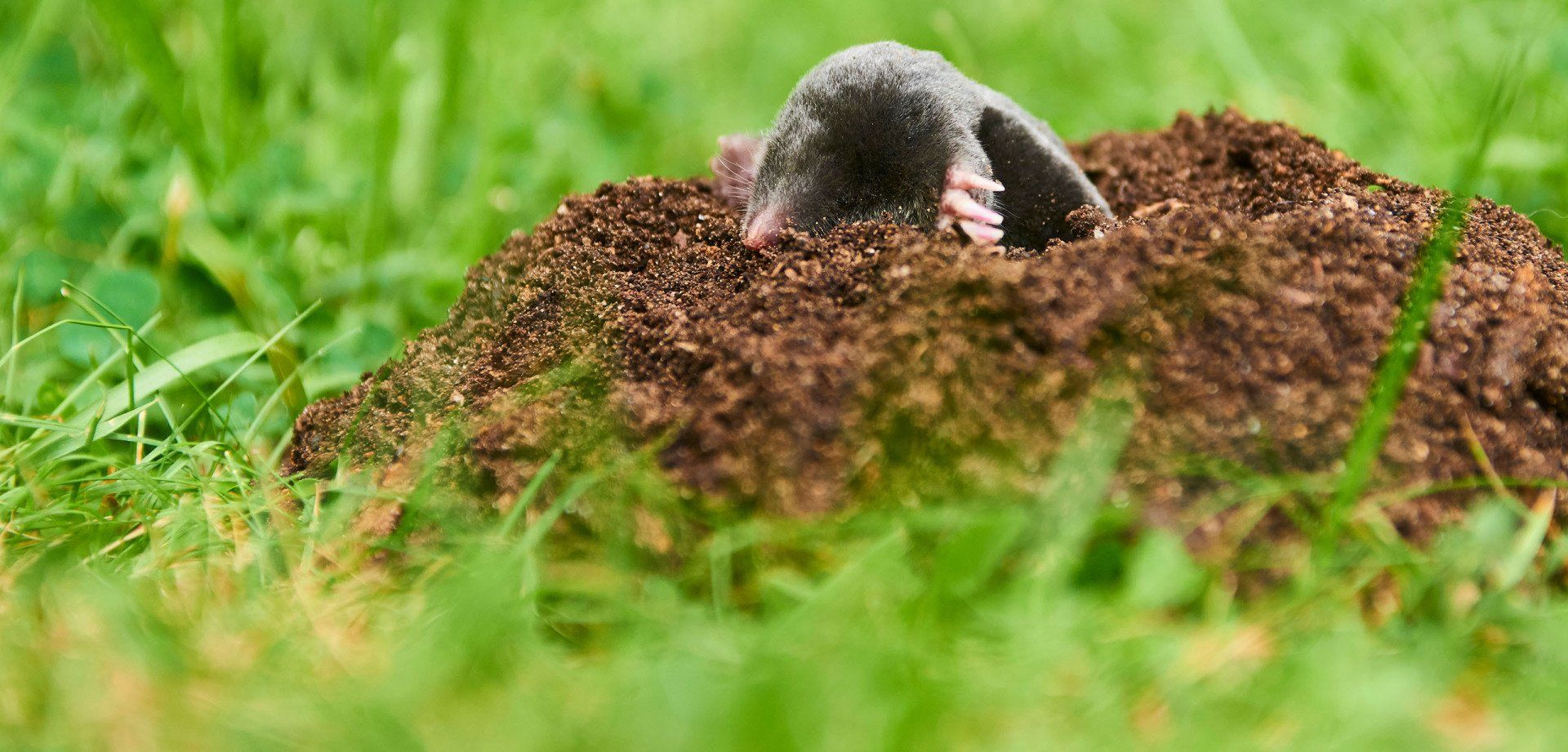 A to Z Wildlife Control
