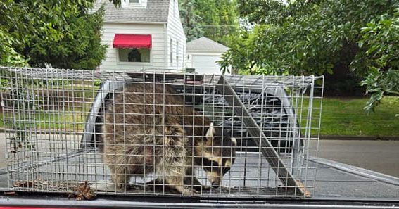 Two raccoons inside a wire trap on a driveway, with a house and yard in the background.