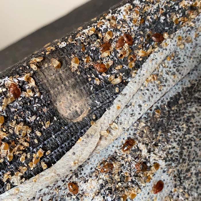 Close-up of a dirty, textured fabric surface with scattered brown and white debris and a light gray seam.