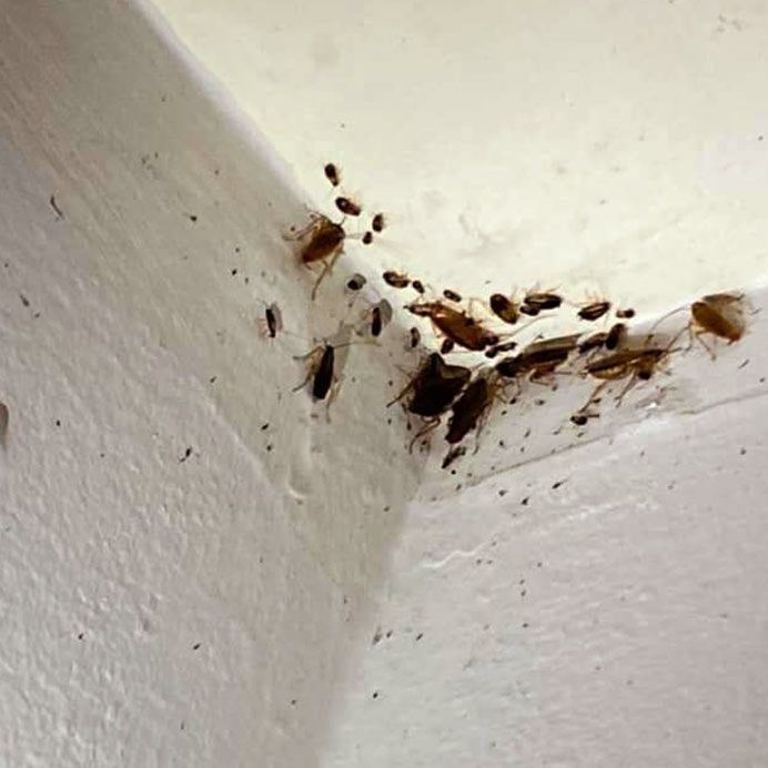 Cluster of small brown insects gathered in the corner of a white wall and ceiling