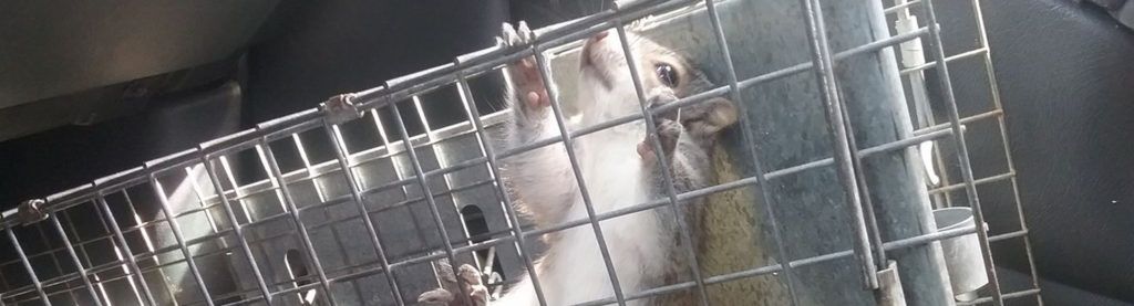 Small dog in a metal cage, standing on hind legs and looking out through the bars.