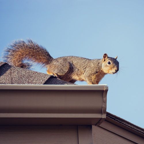 Squirrel standing on a roof edge against a clear blue sky