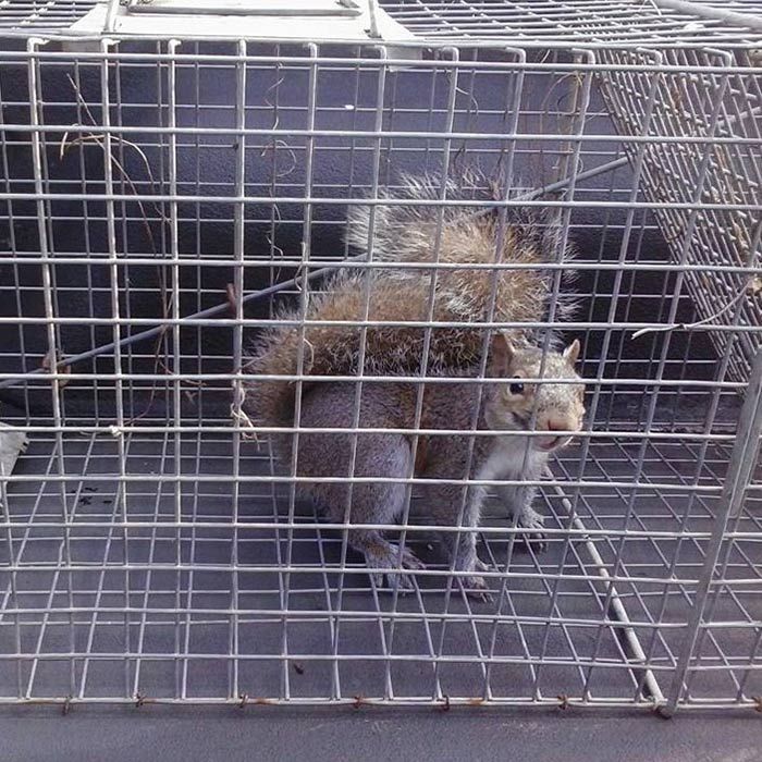 A gray squirrel inside a wire cage trap on a concrete surface.
