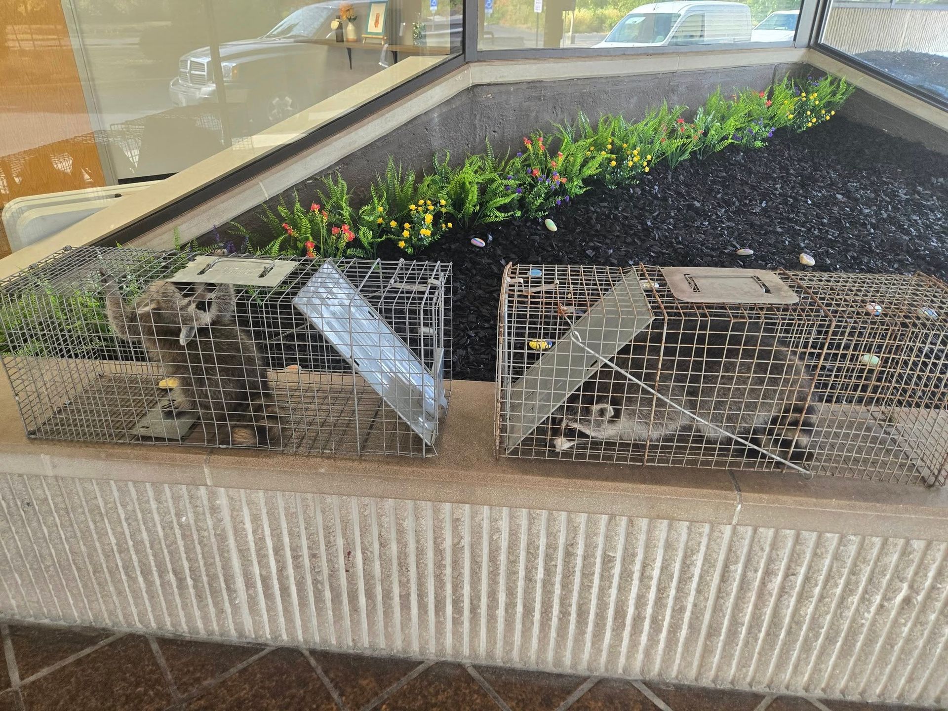 Small planted display in a glass case with black soil and two wire cages, viewed indoors.