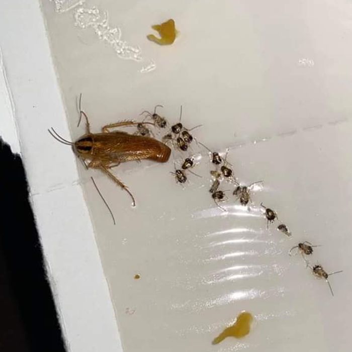Brown cockroach beside a trail of tiny ants on a white surface