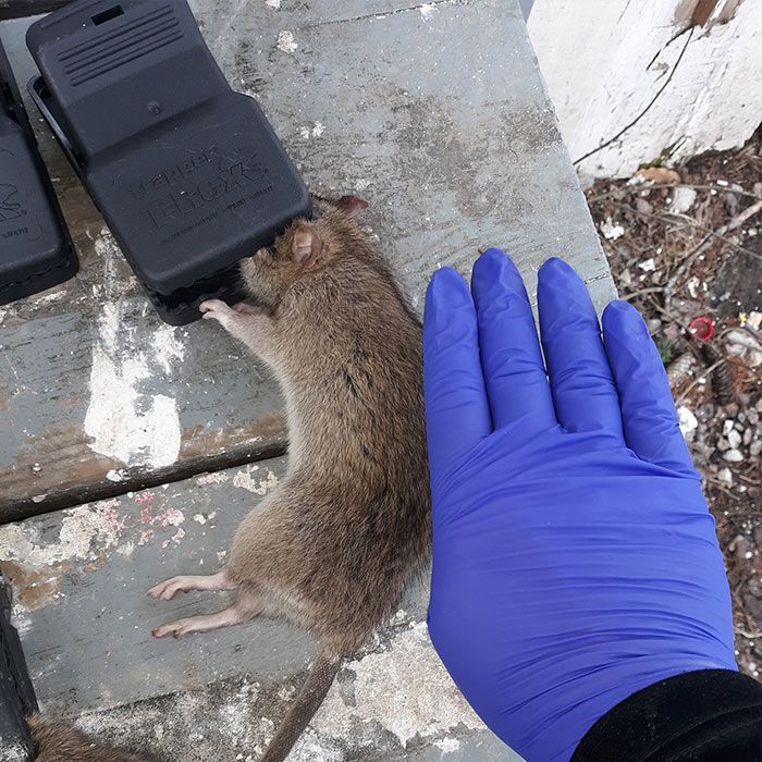 Dead rat beside black devices on a concrete step, next to a purple gloved hand