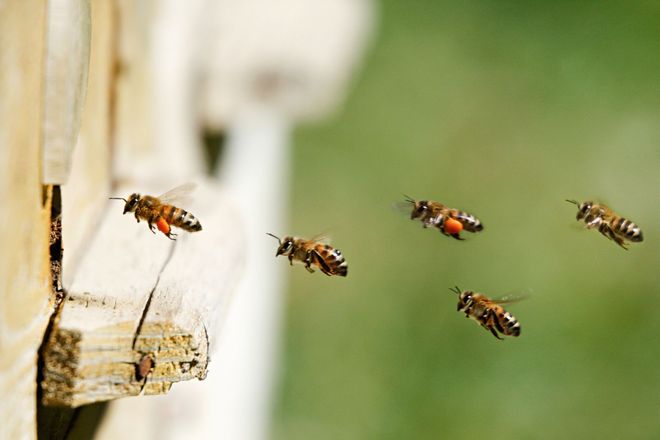 Three bees hovering near a wooden hive entrance against a green blurred background