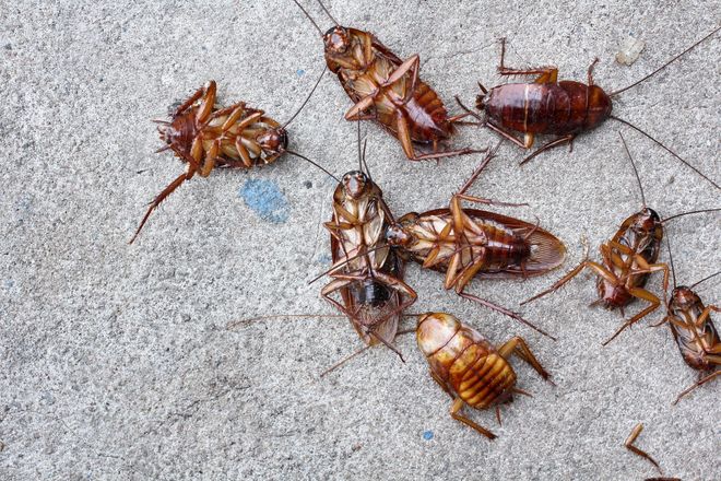 Several dead cockroaches on a concrete sidewalk, clustered around a small blue stain