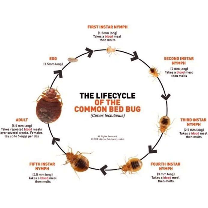 Lifecycle of the common bed bug, showing egg, nymph stages, and adult in a circular diagram.