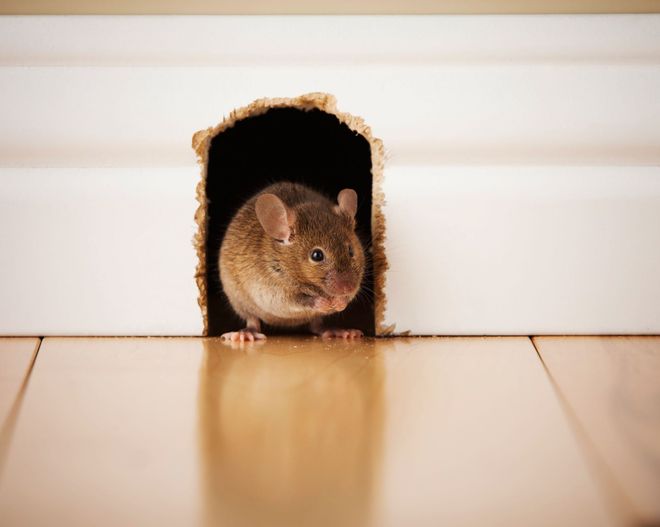 Brown mouse peeking from a small hole in a white wall, standing on a wooden floor