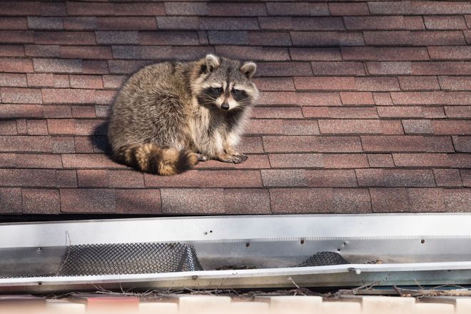 Raccoon sitting on a shingled roof above a gutter.