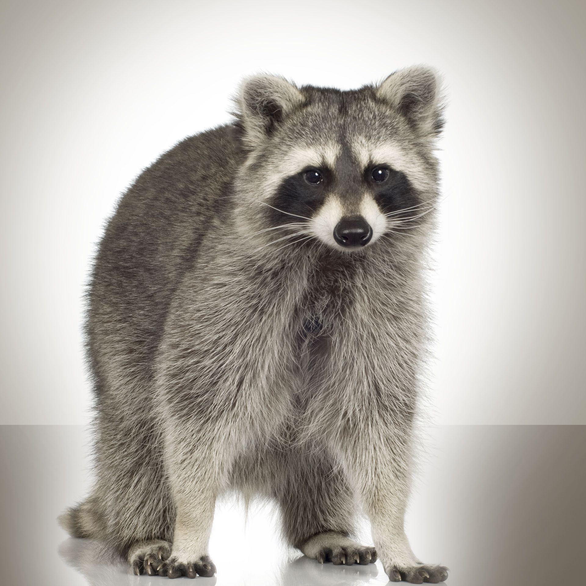 Raccoon standing on a white background, facing forward with a neutral expression