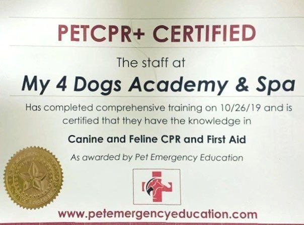 About My 4 Dogs Academy Spa Murfreesboro TN Dog Daycare