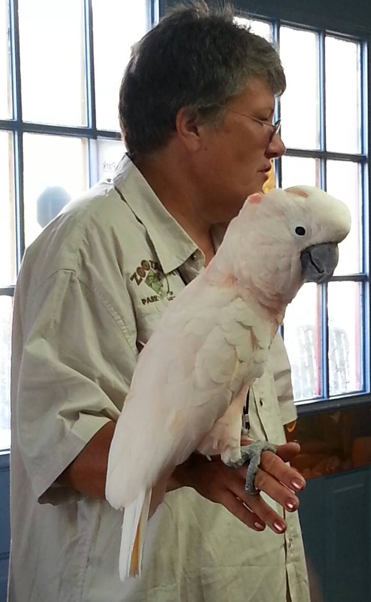 Teacher holding a cockatoo