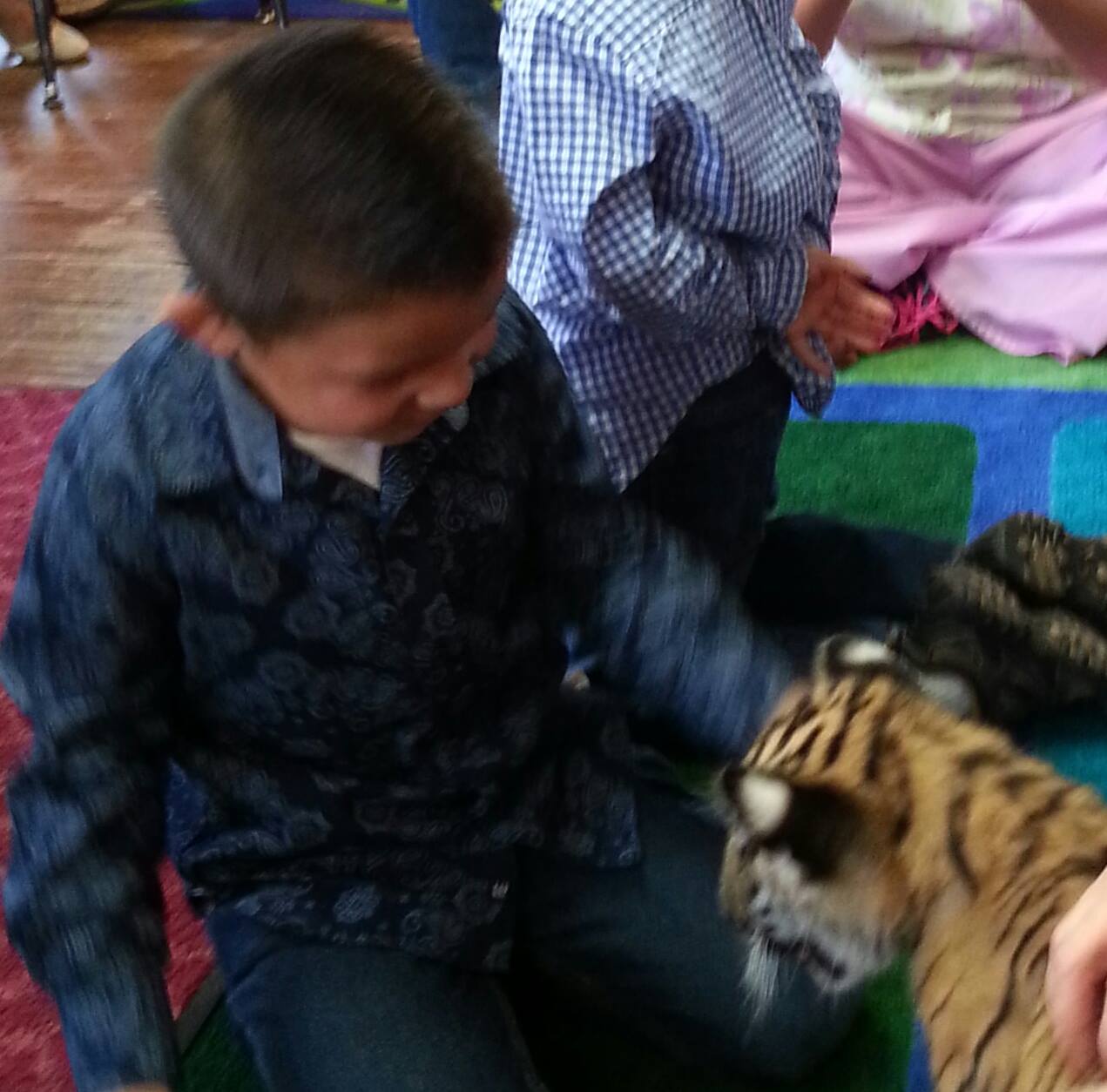 Child petting a tiger
