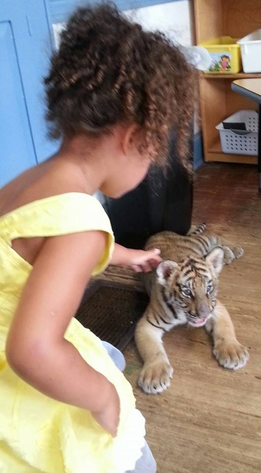 Petting a tiger