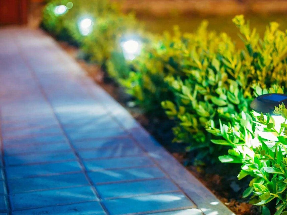A walkway with a row of bushes along the side of it