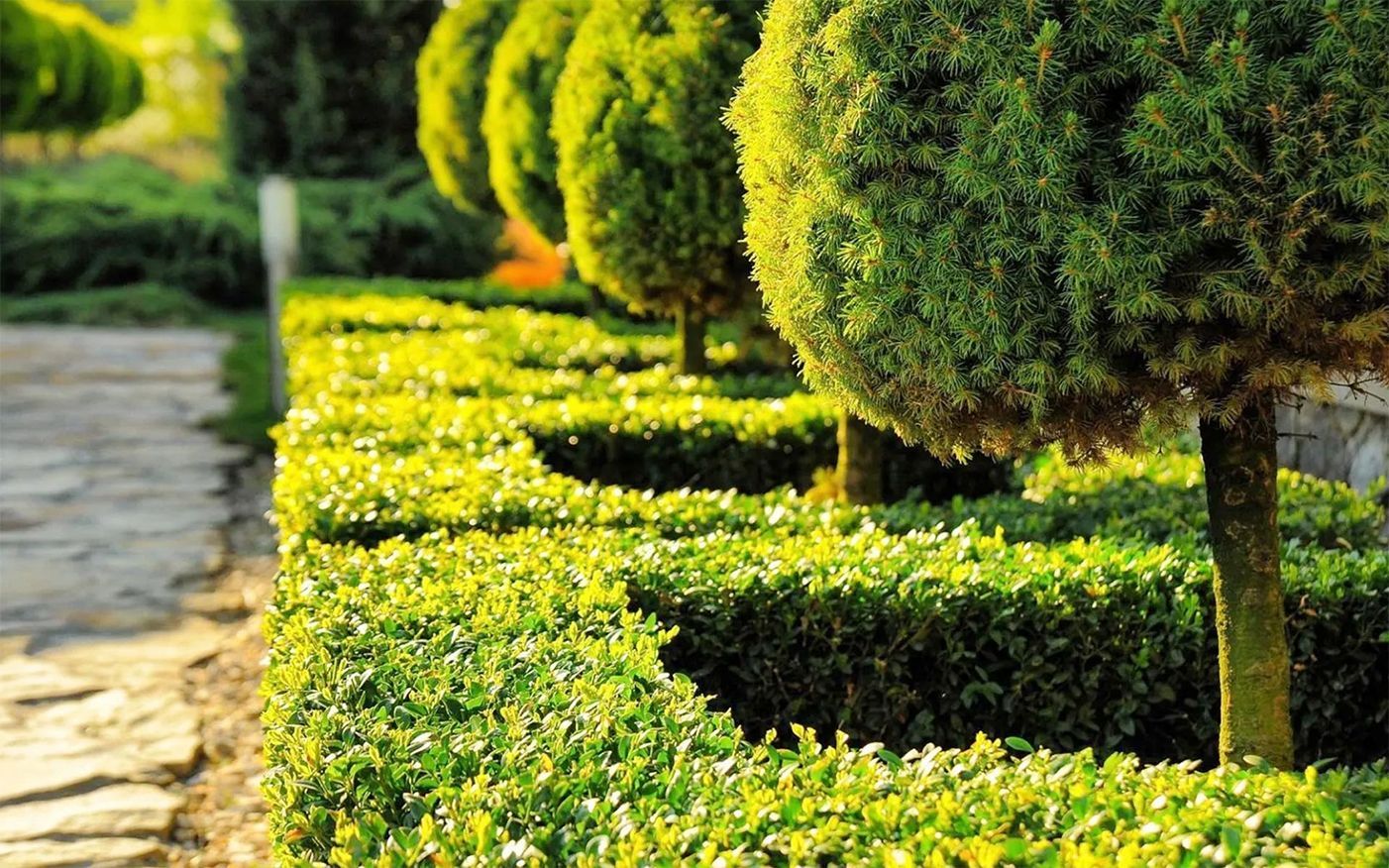 A row of trees in a garden with a path in the background