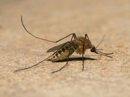 a close up of a mosquito laying on the ground