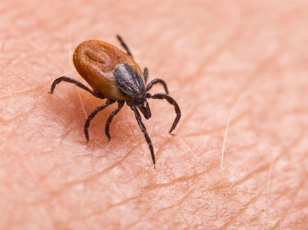 A close-up of a tick on a person's skin.