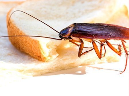 a cockroach is eating a piece of bread
