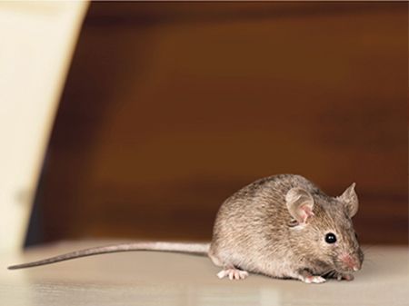 a mouse is sitting on a table and looking at the camera