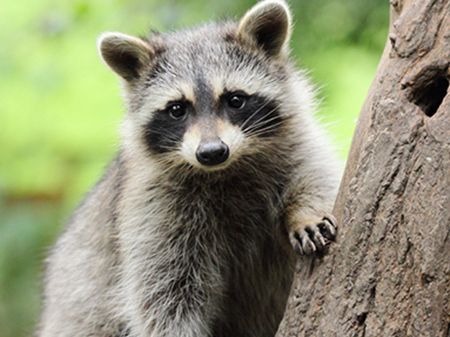 a raccoon is sitting on a tree branch looking at the camera