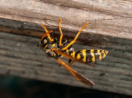 a yellow and black wasp is sitting on a piece of wood