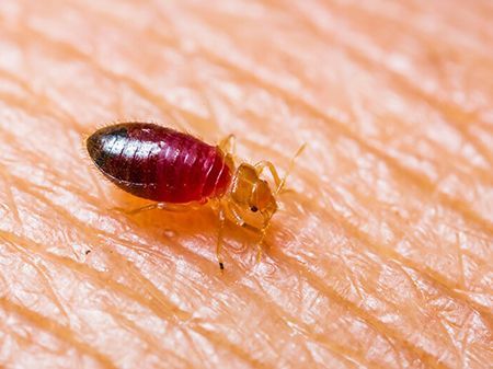 a bed bug is crawling on a person's skin