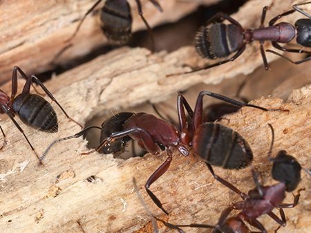 a group of ants are crawling on a piece of wood 