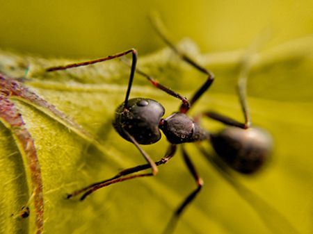 a black ant is sitting on a green leaf 