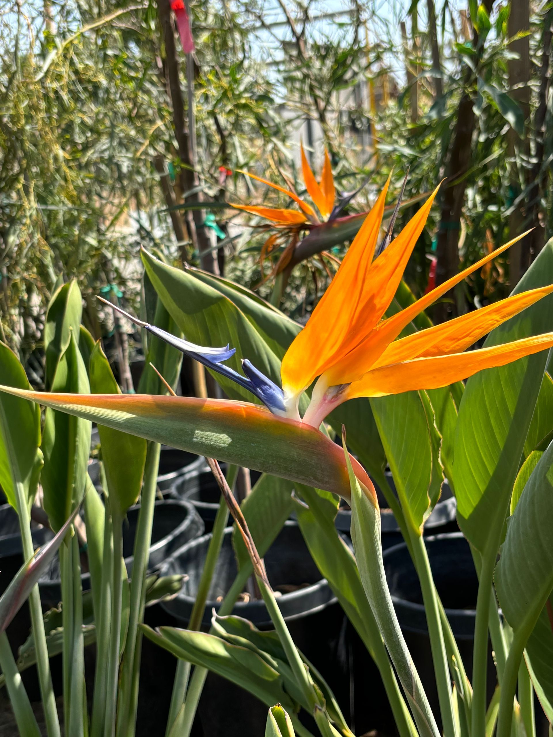 A close up of a bird of paradise flower in a garden