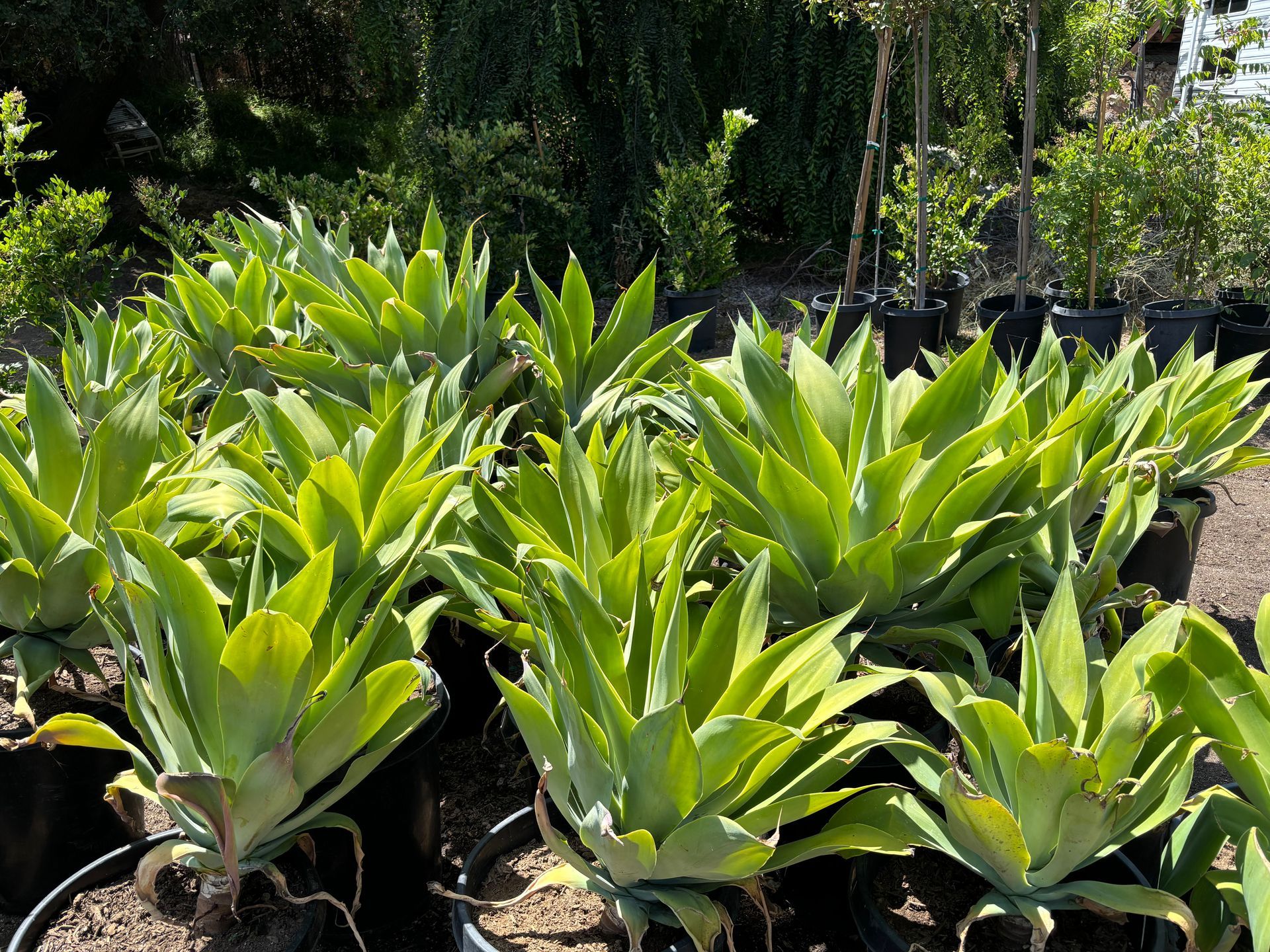 A bunch of agave plants are growing in pots in a garden