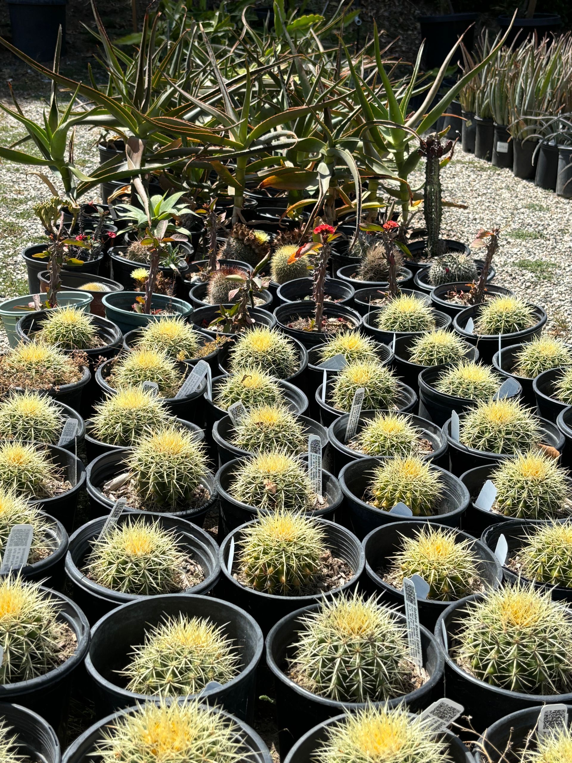 A bunch of potted cactus plants in a garden.