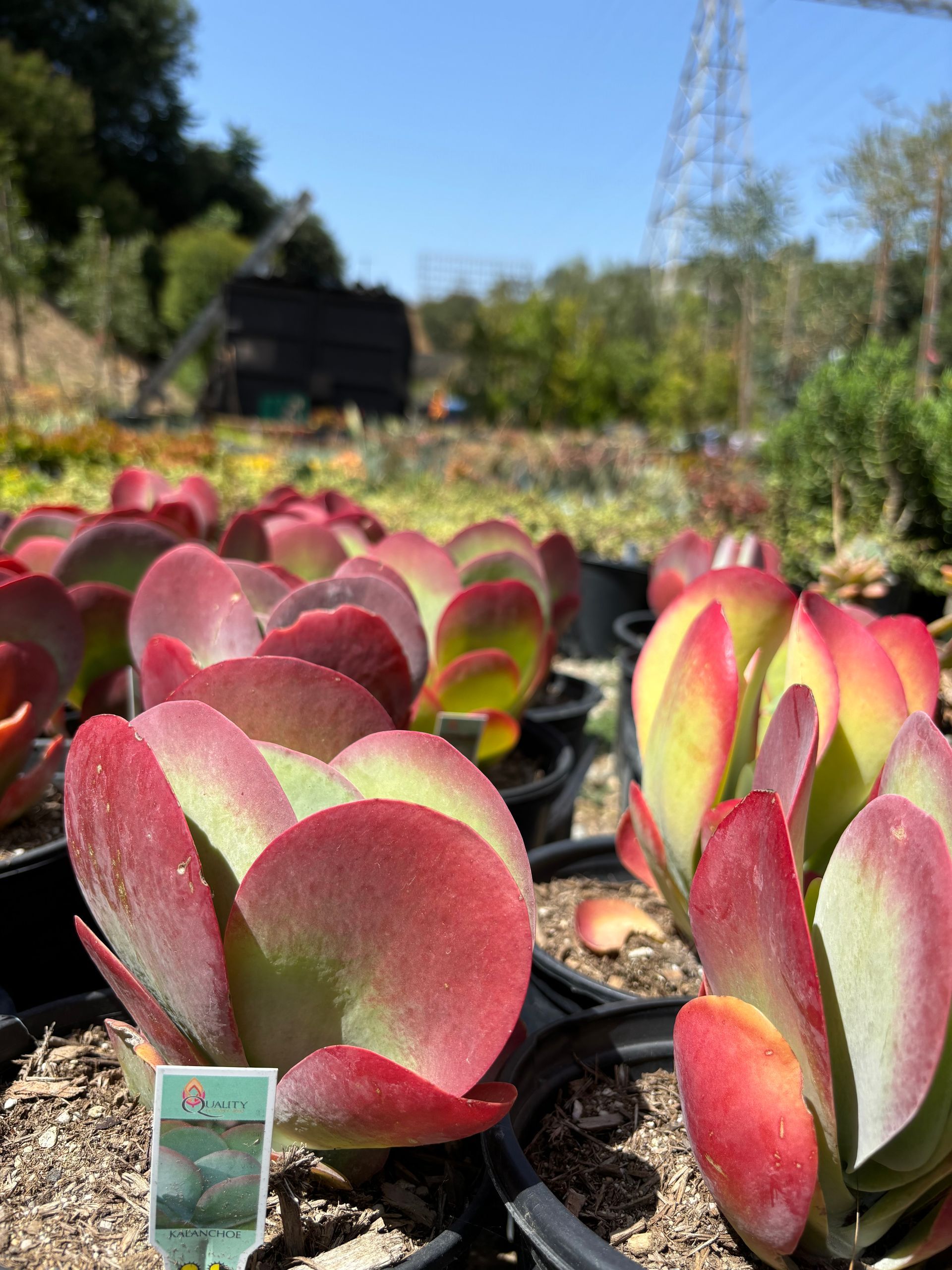 A bunch of potted plants with red and green leaves