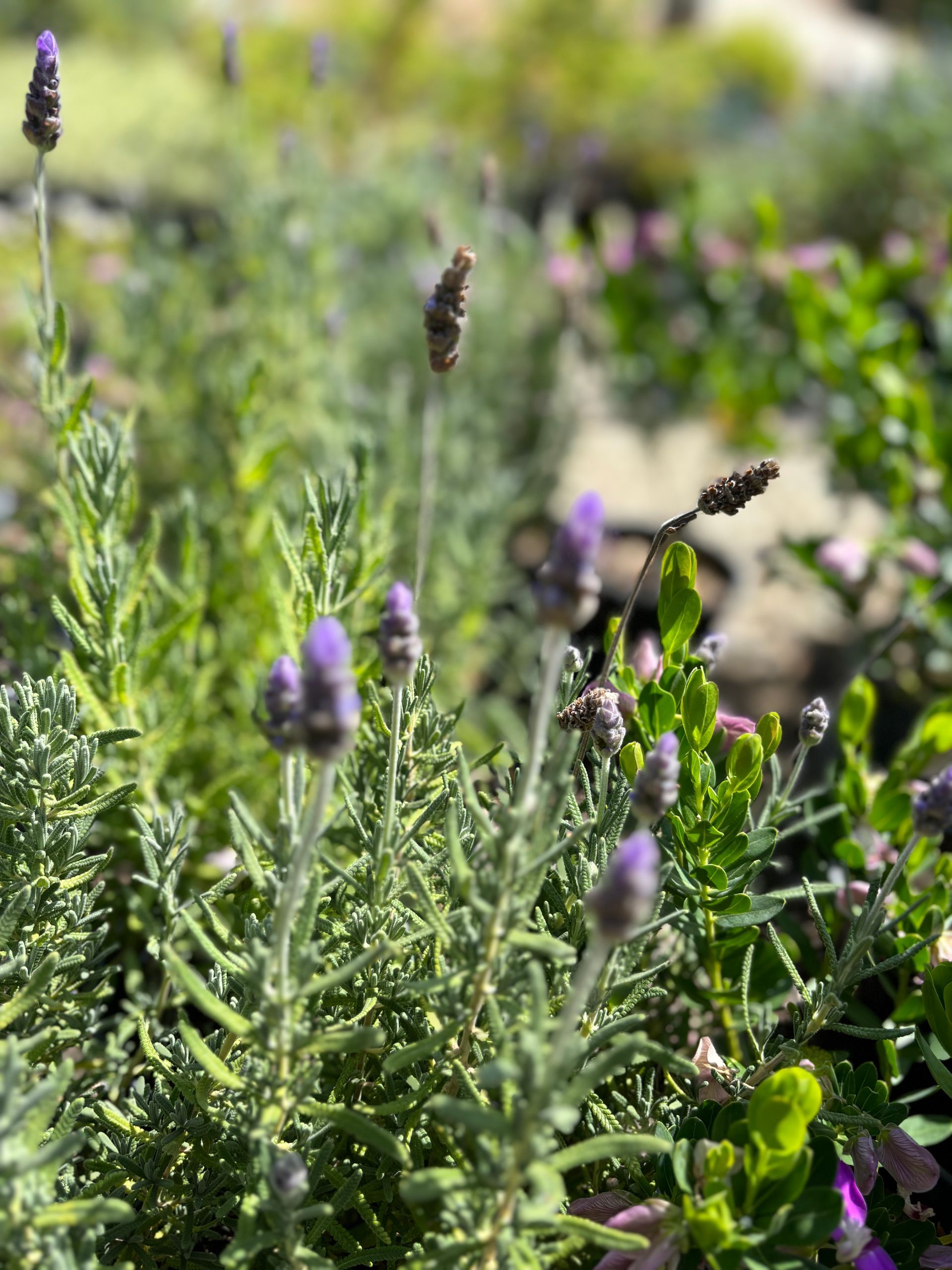 A close up of a plant with purple flowers and green leaves.