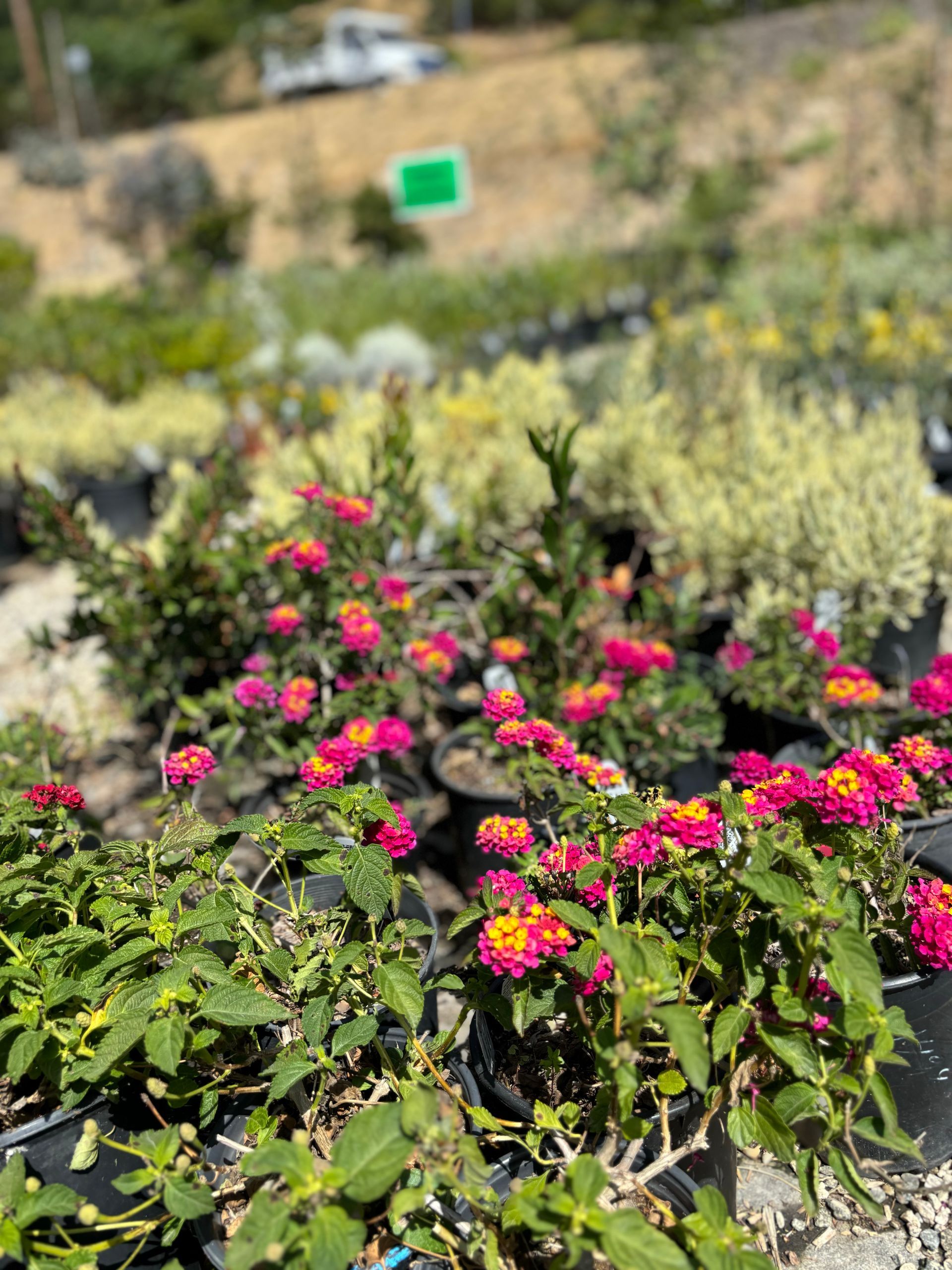 A bunch of flowers are growing in pots in a garden.