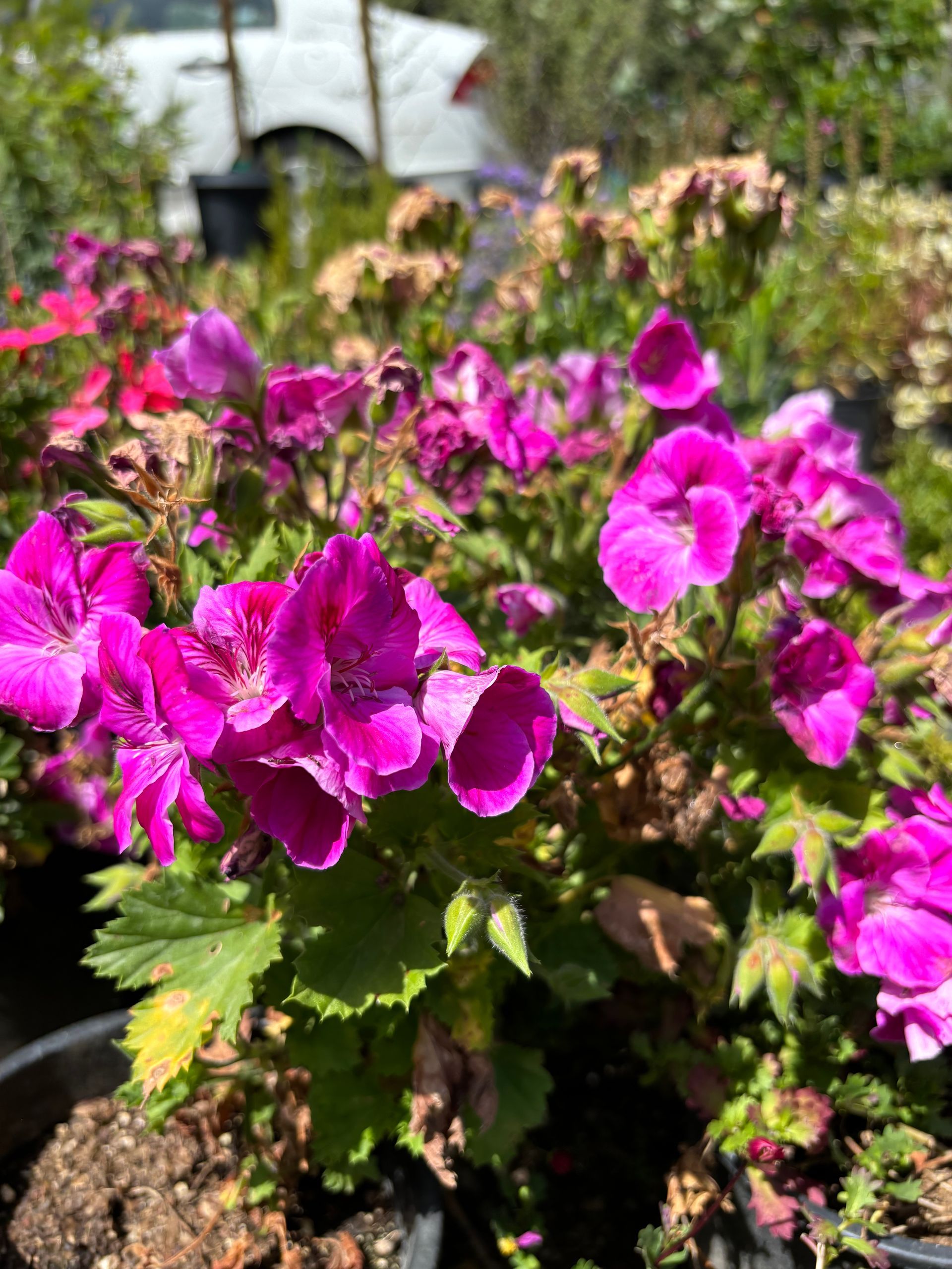 A bunch of purple flowers are growing in a garden.