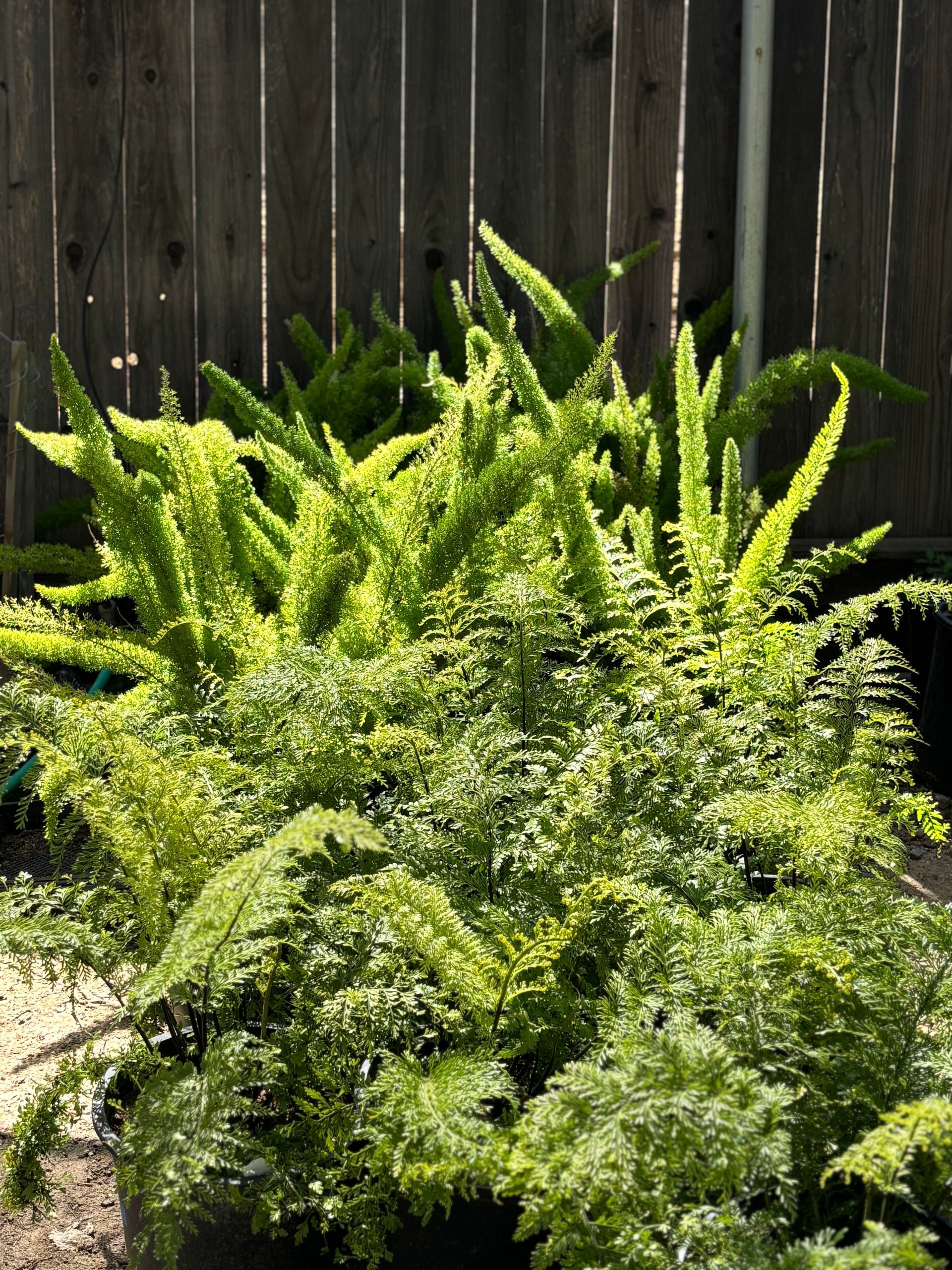 A bunch of ferns are growing in front of a wooden fence