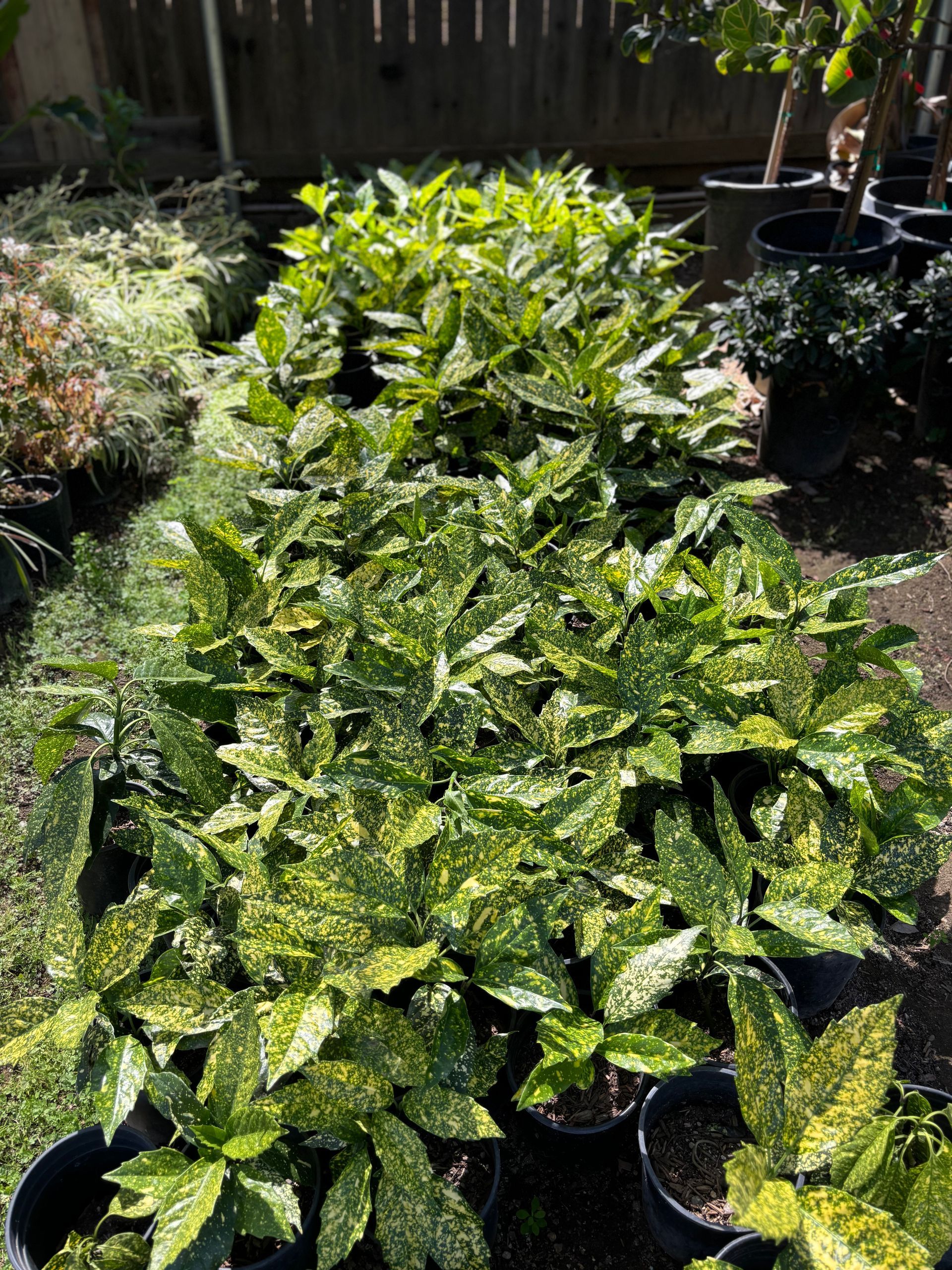 A bunch of potted plants are sitting on the ground in a garden.