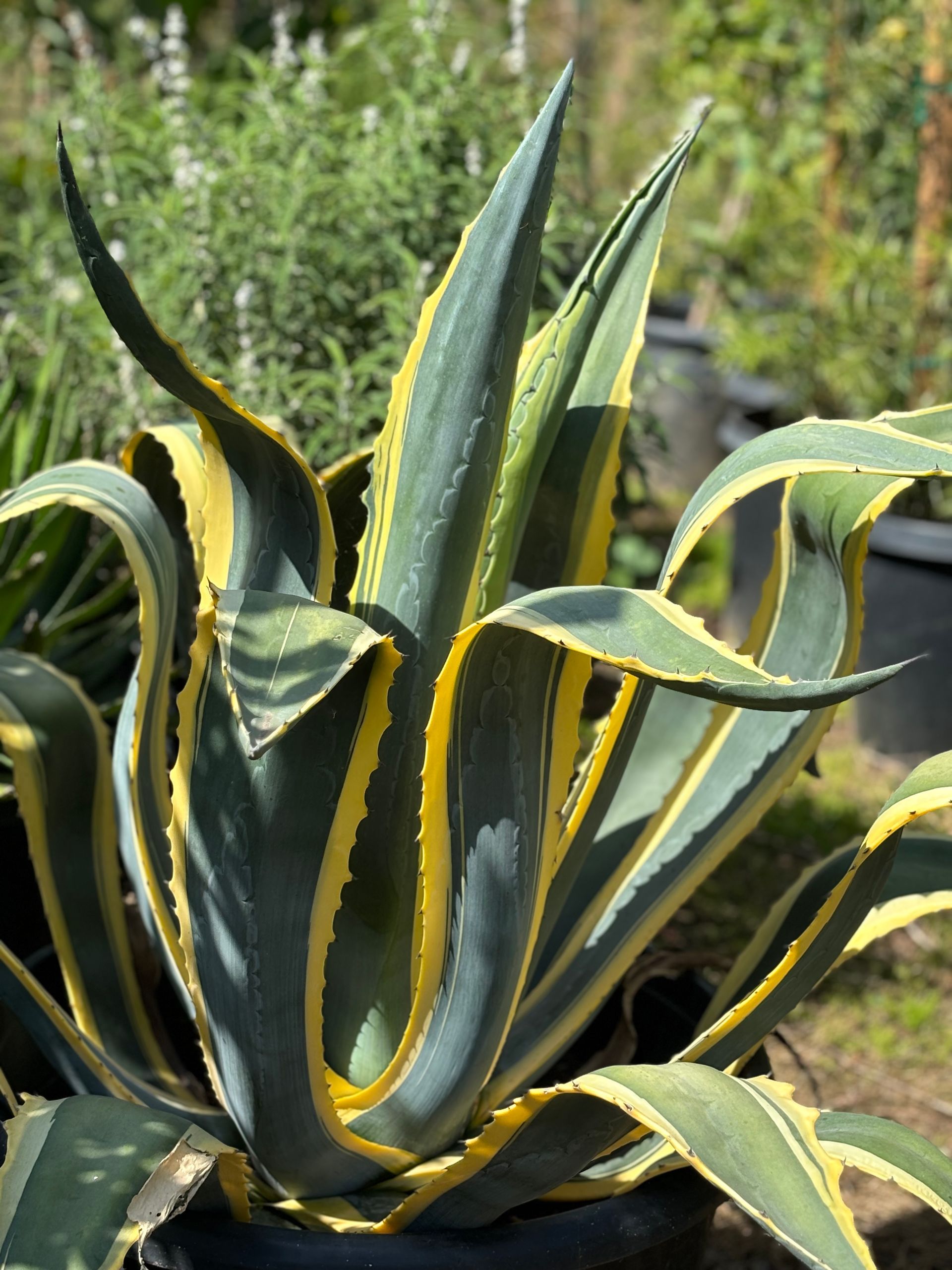 A potted plant with green and yellow leaves