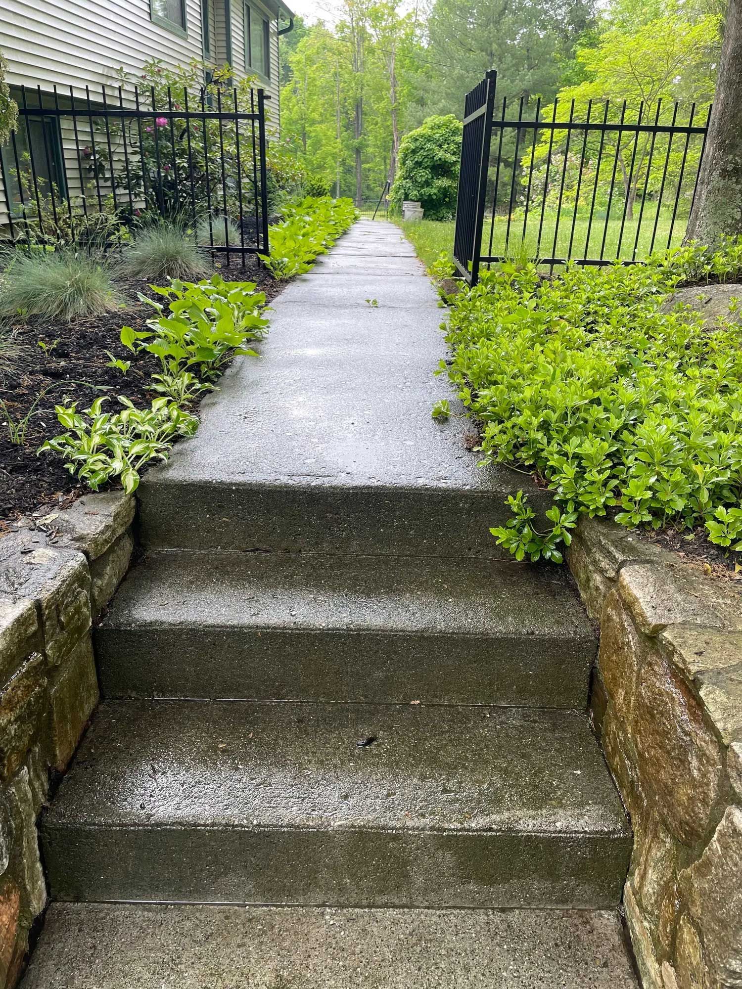 Concrete steps lead to a wet walkway bordered by greenery and black metal fencing.