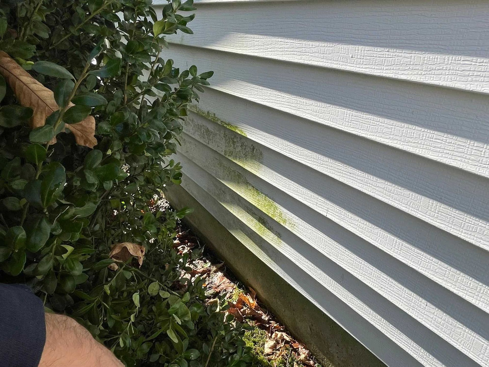Green algae on white siding next to a green bush.